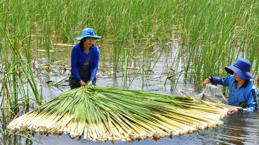 Lạ MiệNg đặC SảN MiềN TâY, Ai đI CũNg Mua Về LàM Quà Vì ăN Quá &Amp;Quot;CuốN&Amp;Quot; - ẢNh 1.