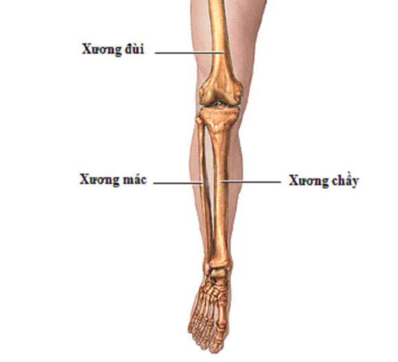 Xương Mác Là Xương Gì? 1