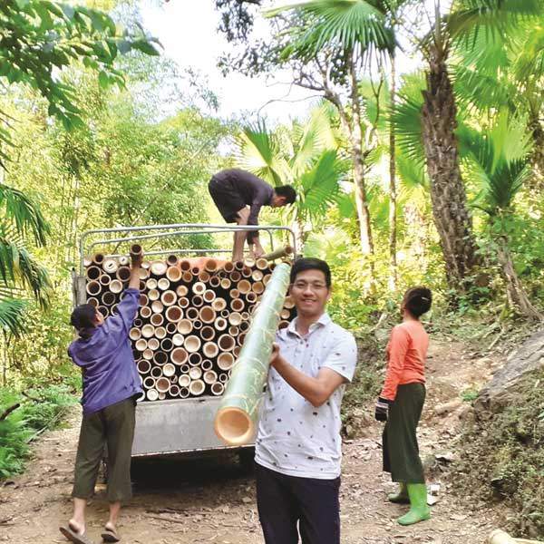 Công Nghiệp “Thép Xanh” Từ Cây Tre 3