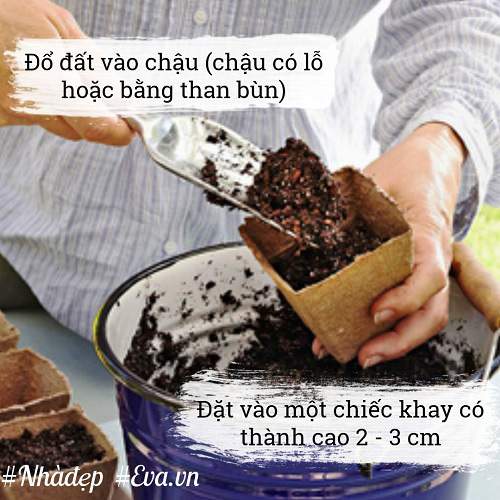 Trời Đang Mát, Nhanh Tay Trồng Ngay Rau Mầm Đặt Cửa Sổ Ngắm Chán Thì &Quot;Xơi&Quot; 12