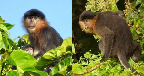 Con Người Chính Là Nguyên Nhân Khiến Cho &Quot;Loài Khỉ Lai Bí Ẩn&Quot; Xuất Hiện Ở Đảo Borneo? 1