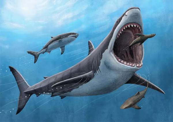 Khoa Học Chứng Minh Cá Mập Khổng Lồ Megalodon Là Loài Máu Nóng 1