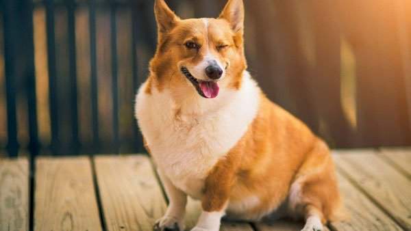 Chó Corgi – Giống Chó Chân Ngắn Đẹp Nhất Thế Giới 1