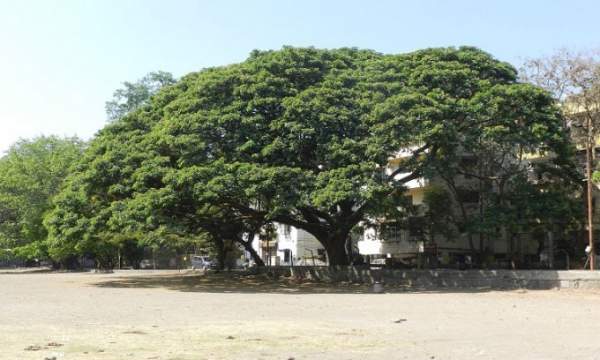 Mỹ Chuyển Cây Me Tây 100 Tuổi Tới Nơi Ở Mới 1