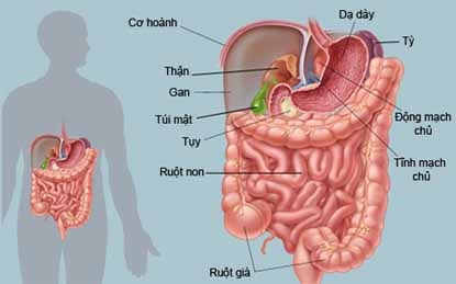 Tác Dụng Tuyệt Vời Từ Cây Quất 2