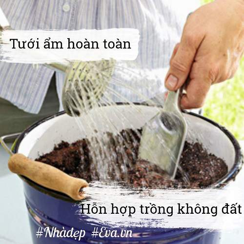 Trời Đang Mát, Nhanh Tay Trồng Ngay Rau Mầm Đặt Cửa Sổ Ngắm Chán Thì &Quot;Xơi&Quot; 9