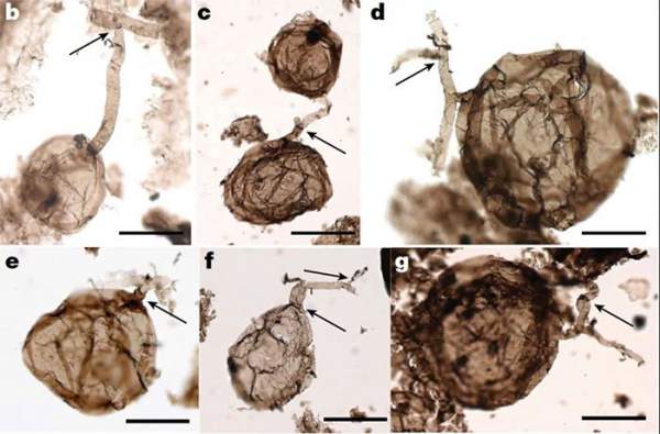 Phát Hiện Hóa Thạch Nấm Khoảng Một Tỷ Năm Tuổi 1