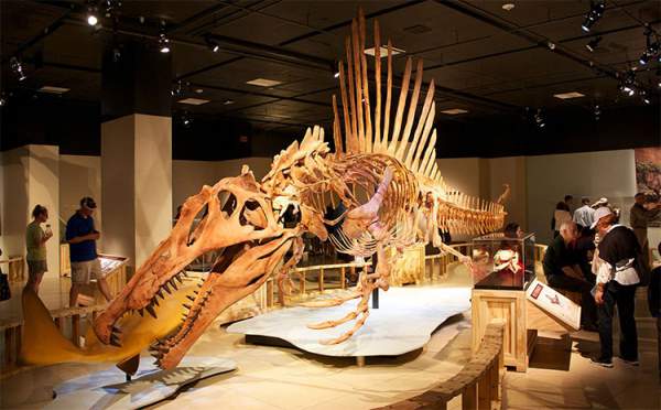 Spinosaurus - Loài Khủng Long Săn Mồi Cực Lớn Trên Trái Đất 8