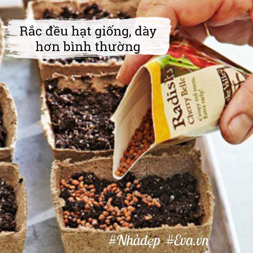 Trời Đang Mát, Nhanh Tay Trồng Ngay Rau Mầm Đặt Cửa Sổ Ngắm Chán Thì &Quot;Xơi&Quot; 15