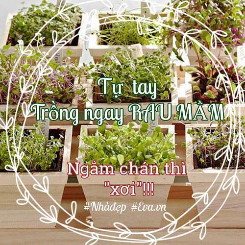 Trời Đang Mát, Nhanh Tay Trồng Ngay Rau Mầm Đặt Cửa Sổ Ngắm Chán Thì &Quot;Xơi&Quot; 3