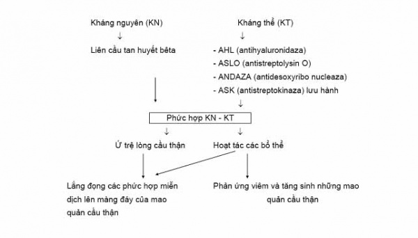 Đại Cương Viêm Cầu Thận Cấp 1