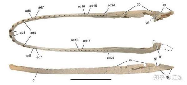 Stomatosuchus Inermis: Loài Cá Sấu Cổ Đại Có Thể &Quot;Nuốt Chửng Cả Thế Giới&Quot; 3