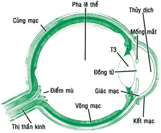 Cách Xử Lý Khi Bị Đau Mắt 1