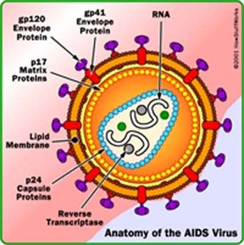 Dấu Hiệu Cơ Thể Chuyển Sang Giai Đoạn Aids 1