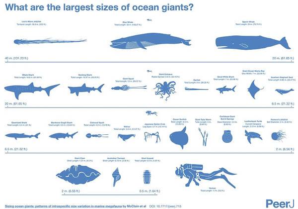 Hé Lộ Kích Thước Thực Của Các Quái Vật Biển Khổng Lồ 1