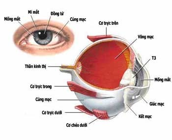 Cách Nhận Biết Các Loại Viêm Kết Mạc 3