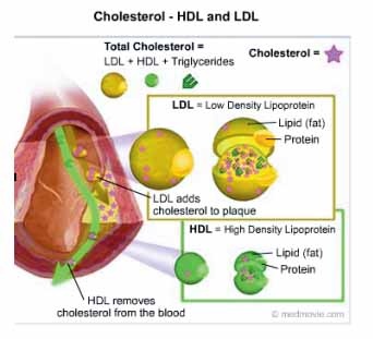 Rối Loạn Lipid Máu Và Nguy Cơ Bệnh Tim Mạch 1