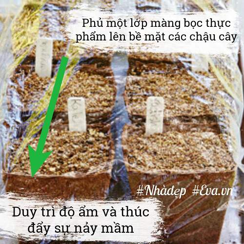 Trời Đang Mát, Nhanh Tay Trồng Ngay Rau Mầm Đặt Cửa Sổ Ngắm Chán Thì &Quot;Xơi&Quot; 24