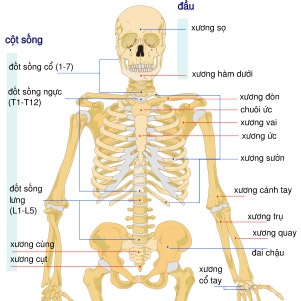 Những Thói Quen Xấu Gây Ảnh Hưởng Đến Khung Xương 1