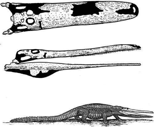 Stomatosuchus Inermis: Loài Cá Sấu Cổ Đại Có Thể &Quot;Nuốt Chửng Cả Thế Giới&Quot; 4