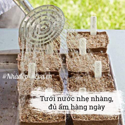 Trời Đang Mát, Nhanh Tay Trồng Ngay Rau Mầm Đặt Cửa Sổ Ngắm Chán Thì &Quot;Xơi&Quot; 21