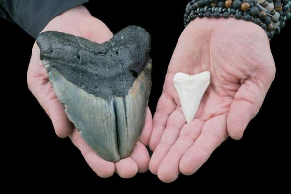 Khoa Học Chứng Minh Cá Mập Khổng Lồ Megalodon Là Loài Máu Nóng 2