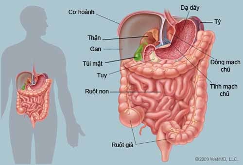 Vài Điều Quan Trọng Bạn Phải Biết Về Hệ Đường Ruột Của Mình 1