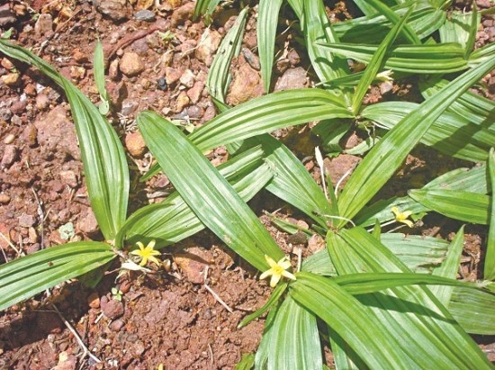 Bài Thuốc Chữa Bệnh Từ Cây Sâm Cau 1