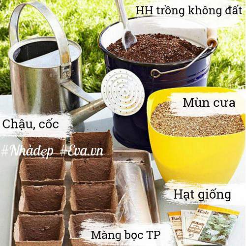 Trời Đang Mát, Nhanh Tay Trồng Ngay Rau Mầm Đặt Cửa Sổ Ngắm Chán Thì &Quot;Xơi&Quot; 6