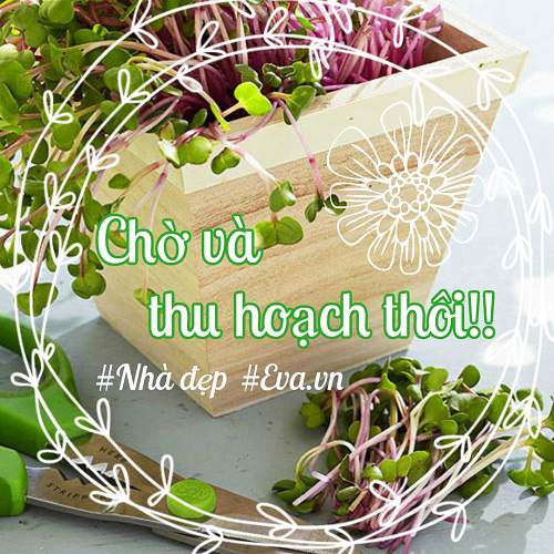 Trời Đang Mát, Nhanh Tay Trồng Ngay Rau Mầm Đặt Cửa Sổ Ngắm Chán Thì &Quot;Xơi&Quot; 30