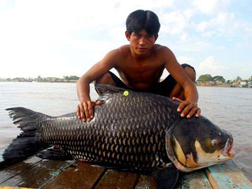 Những Loài Cá Khổng Lồ Của Sông Mekong 6