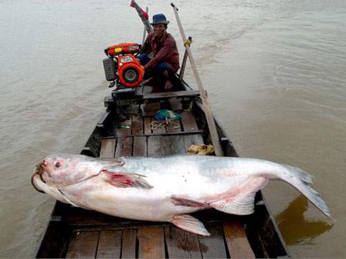 Những Loài Cá Khổng Lồ Của Sông Mekong 2