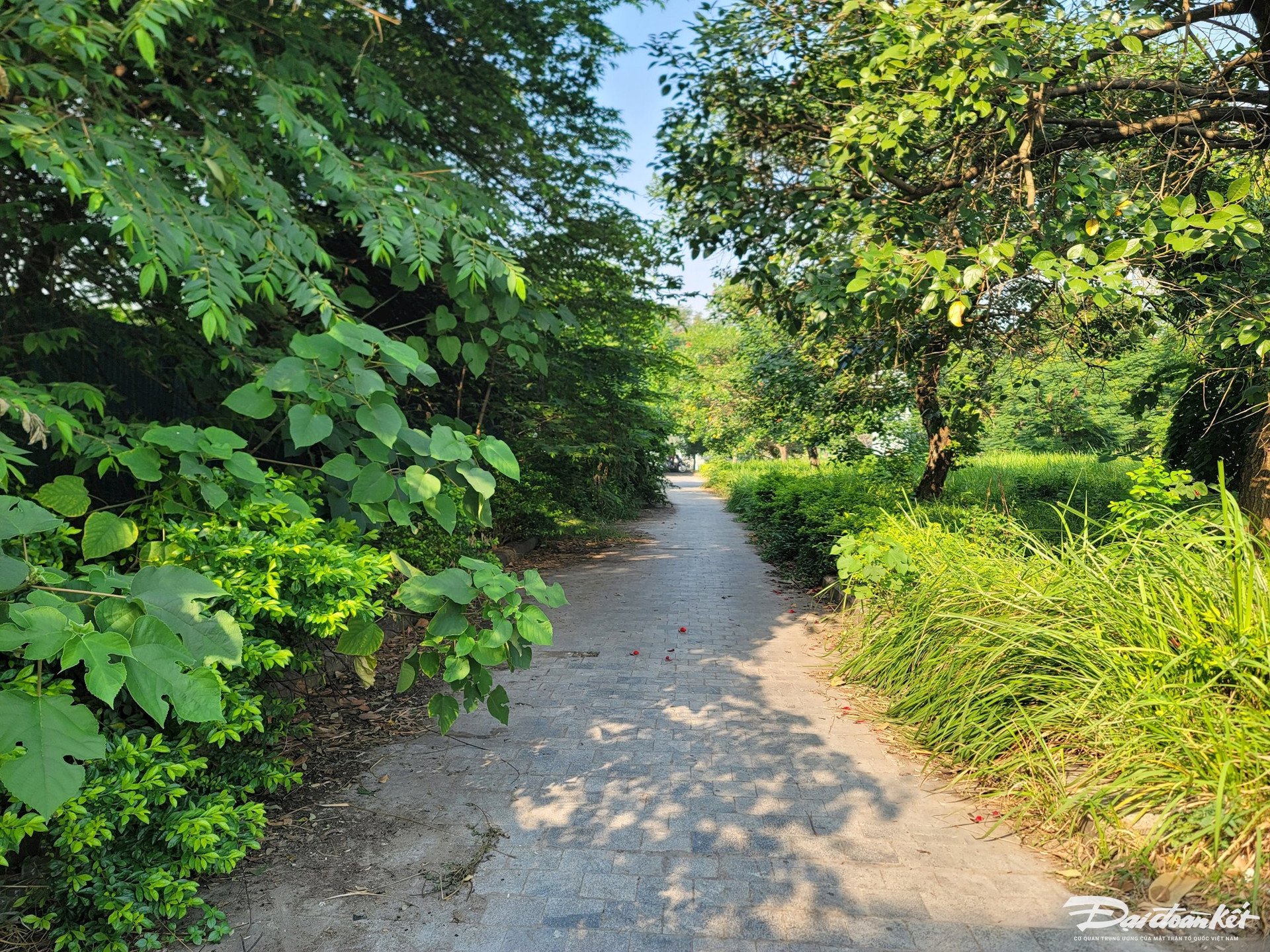 Hà NộI: CôNg ViêN Hồ đIềU Hoà Ban đêM TốI Om, Cỏ MọC Um TùM, RáC ThảI BẩN ThỉU - ẢNh 5.